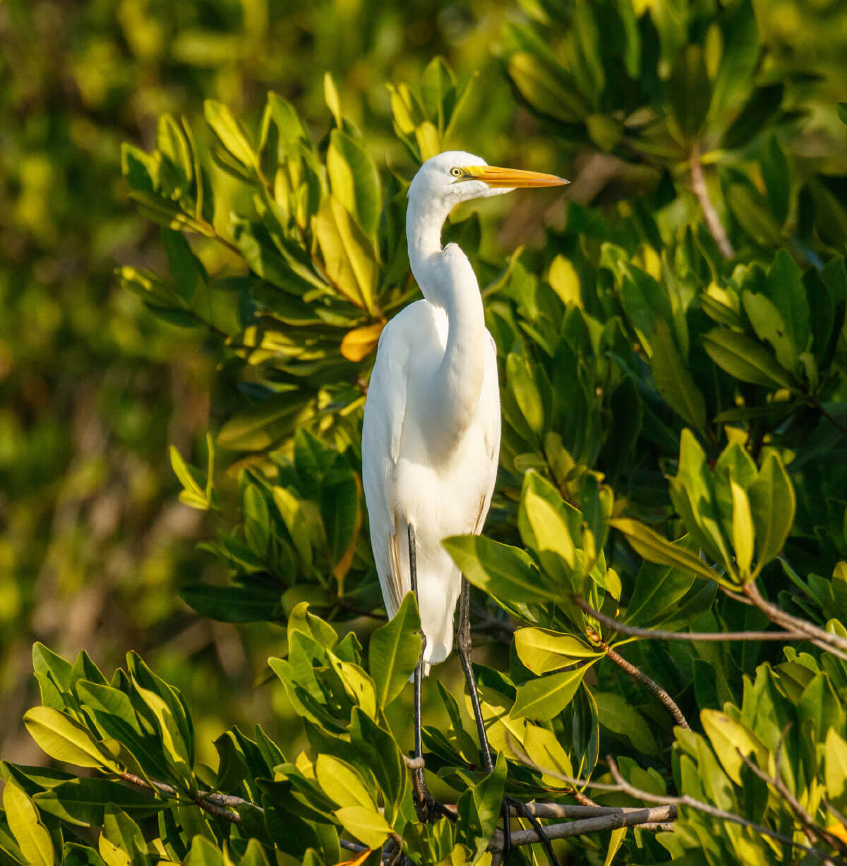 Sundara Huatulco Condos